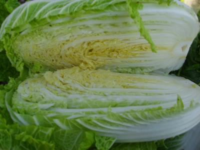 fresh chinese cabbage 